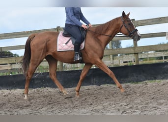 Altre razze, Giumenta, 11 Anni, 168 cm, Sauro