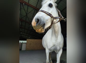 Altre razze, Giumenta, 12 Anni, 134 cm, Grigio