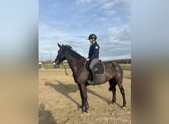 Altre razze Mix, Giumenta, 12 Anni, 156 cm, Morello