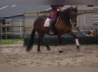 Altre razze, Giumenta, 12 Anni, 160 cm, Baio