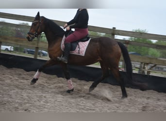 Altre razze, Giumenta, 12 Anni, 160 cm, Baio