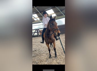 Altre razze, Giumenta, 12 Anni, 160 cm, Baio