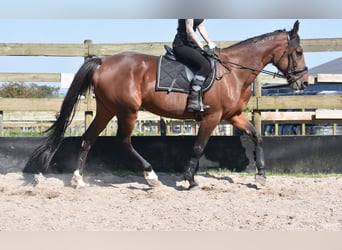 Altre razze, Giumenta, 12 Anni, 161 cm, Baio ciliegia