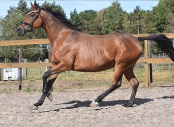 Altre razze, Giumenta, 12 Anni, 162 cm, Baio