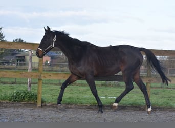Altre razze, Giumenta, 12 Anni, 162 cm, Baio scuro