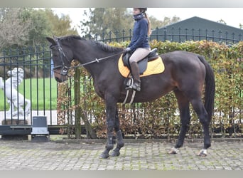 Altre razze, Giumenta, 12 Anni, 162 cm, Baio scuro