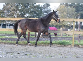 Altre razze, Giumenta, 12 Anni, 162 cm, Baio scuro