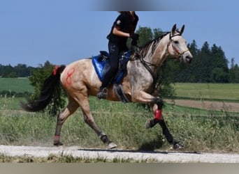 Altre razze, Giumenta, 12 Anni, 163 cm, Pelle di daino