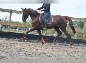 Altre razze, Giumenta, 12 Anni, 163 cm, Sauro