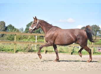 Altre razze, Giumenta, 12 Anni, 163 cm, Sauro