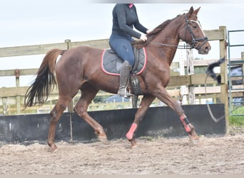 Altre razze, Giumenta, 12 Anni, 163 cm, Sauro