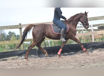 Altre razze, Giumenta, 12 Anni, 163 cm, Sauro