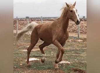 Altre razze, Giumenta, 12 Anni, 171 cm, Palomino