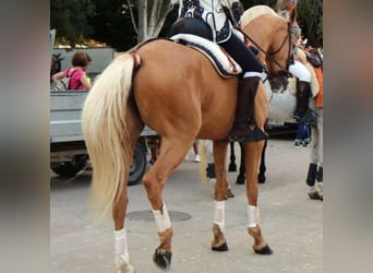 Altre razze, Giumenta, 12 Anni, 171 cm, Palomino