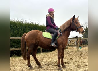 Altre razze, Giumenta, 13 Anni, 140 cm, Sauro
