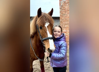 Altre razze, Giumenta, 13 Anni, 140 cm, Sauro
