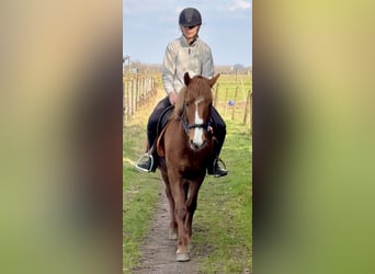 Altre razze, Giumenta, 13 Anni, 140 cm, Sauro