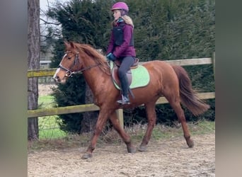 Altre razze, Giumenta, 13 Anni, 140 cm, Sauro