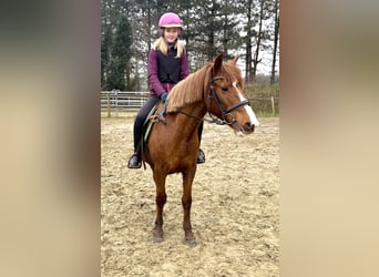 Altre razze, Giumenta, 13 Anni, 140 cm, Sauro