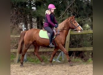 Altre razze, Giumenta, 13 Anni, 140 cm, Sauro
