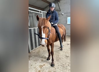 Altre razze, Giumenta, 13 Anni, 140 cm, Sauro