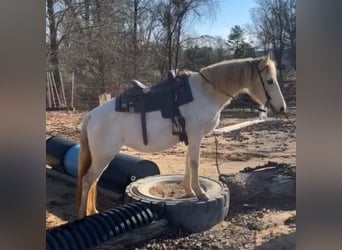 Altre razze, Giumenta, 13 Anni, 142 cm, Bianco