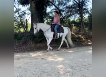 Altre razze, Giumenta, 13 Anni, 142 cm, Bianco