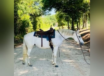 Altre razze, Giumenta, 13 Anni, 142 cm, Bianco