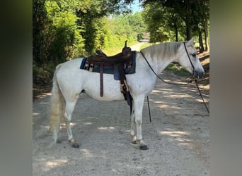 Altre razze, Giumenta, 13 Anni, 142 cm, Bianco