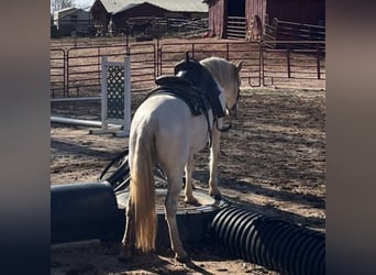 Altre razze, Giumenta, 13 Anni, 142 cm, Bianco