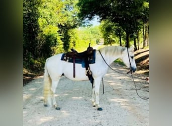 Altre razze, Giumenta, 13 Anni, 142 cm, Bianco