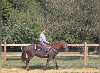 Altre razze, Giumenta, 13 Anni, 155 cm, Sauro scuro