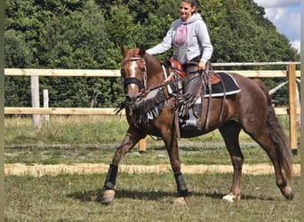 Altre razze, Giumenta, 13 Anni, 155 cm, Sauro scuro