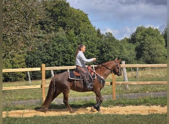 Altre razze, Giumenta, 13 Anni, 155 cm, Sauro scuro