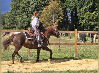 Altre razze, Giumenta, 13 Anni, 155 cm, Sauro scuro