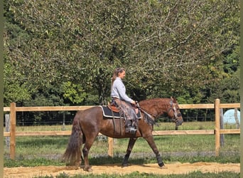 Altre razze, Giumenta, 13 Anni, 155 cm, Sauro scuro