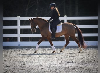 Altre razze, Giumenta, 13 Anni, 157 cm, Sauro scuro