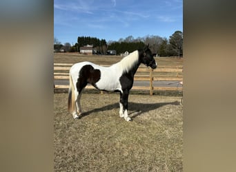 Altre razze, Giumenta, 13 Anni, 157 cm, Tobiano-tutti i colori