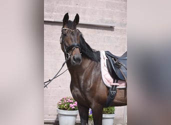 Altre razze, Giumenta, 13 Anni, 158 cm, Baio