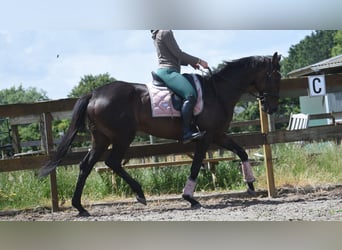Altre razze, Giumenta, 13 Anni, 158 cm, Baio