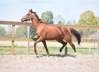 Altre razze, Giumenta, 13 Anni, 158 cm, Sauro