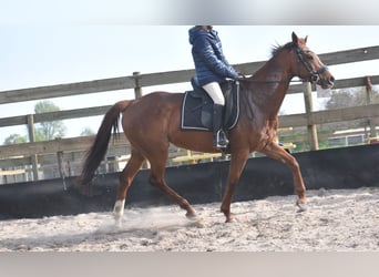 Altre razze, Giumenta, 13 Anni, 158 cm, Sauro