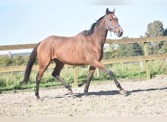 Altre razze, Giumenta, 13 Anni, 162 cm, Baio ciliegia