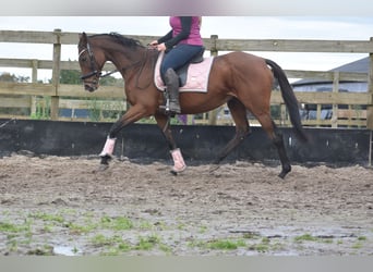 Altre razze, Giumenta, 13 Anni, 162 cm, Baio scuro