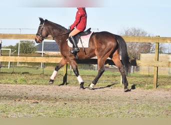 Altre razze, Giumenta, 13 Anni, 164 cm, Baio scuro