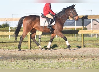 Altre razze, Giumenta, 13 Anni, 164 cm, Baio scuro