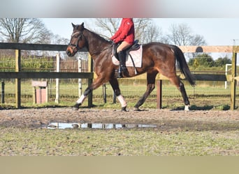 Altre razze, Giumenta, 13 Anni, 164 cm, Baio scuro