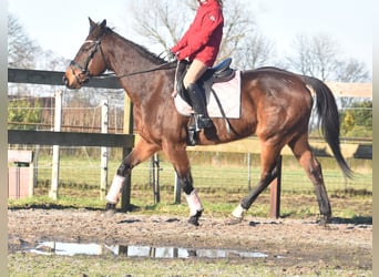 Altre razze, Giumenta, 13 Anni, 164 cm, Baio scuro