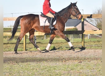 Altre razze, Giumenta, 13 Anni, 164 cm, Baio scuro