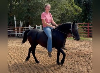 Altre razze, Giumenta, 13 Anni, Morello